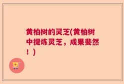 黄柏树的灵芝(黄柏树中提炼灵芝，成果斐然！)