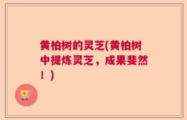 黄柏树的灵芝(黄柏树中提炼灵芝，成果斐然！)