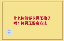 什么树能够长灵芝孢子呢？树灵芝鉴定方法