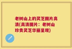 老树山上的灵芝图片高清(高清图片：老树山珍贵灵芝华丽呈现)