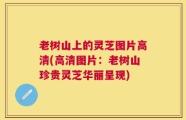 老树山上的灵芝图片高清(高清图片：老树山珍贵灵芝华丽呈现)