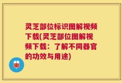 灵芝部位标识图解视频下载(灵芝部位图解视频下载：了解不同器官的功效与用途)