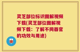 灵芝部位标识图解视频下载(灵芝部位图解视频下载：了解不同器官的功效与用途)