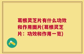 葛根灵芝片有什么功效和作用图片(葛根灵芝片：功效和作用一览)