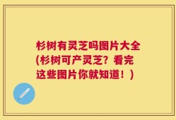杉树有灵芝吗图片大全(杉树可产灵芝？看完这些图片你就知道！)
