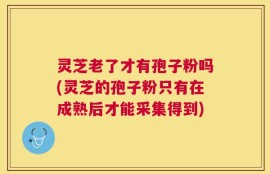 灵芝老了才有孢子粉吗(灵芝的孢子粉只有在成熟后才能采集得到)