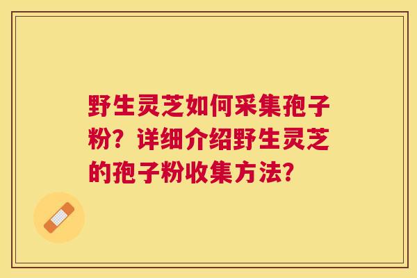 野生灵芝如何采集孢子粉?详细介绍野生灵芝的孢子粉收集方法? 野生灵芝如何采集孢子粉?详细介绍野生灵芝的孢子粉收集方法?