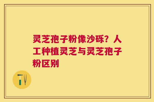 灵芝孢子粉像沙砾?人工种植灵芝与灵芝孢子粉区别 灵芝孢子粉像沙砾?人工种植灵芝与灵芝孢子粉区别