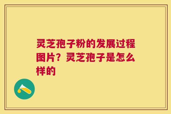 灵芝孢子粉的发展过程图片?灵芝孢子是怎么样的 灵芝孢子粉的发展过程图片?灵芝孢子是怎么样的