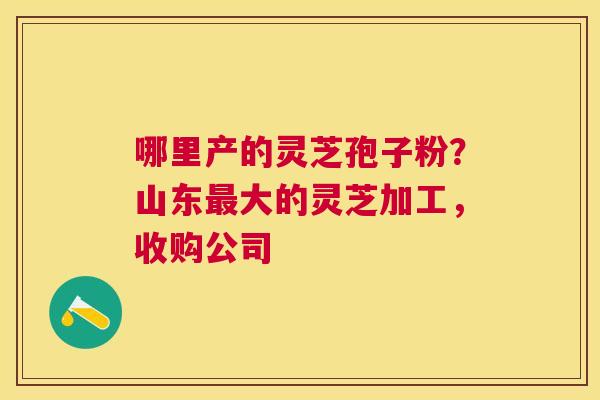 哪里产的灵芝孢子粉?山东大的灵芝加工,收购公司 哪里产的灵芝孢子粉?山东大的灵芝加工,收购公司