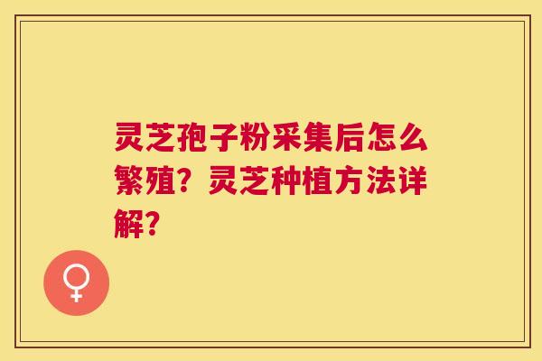 灵芝孢子粉采集后怎么繁殖？灵芝种植方法详解？