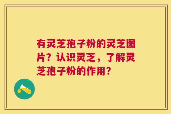有灵芝孢子粉的灵芝图片？认识灵芝，了解灵芝孢子粉的作用？