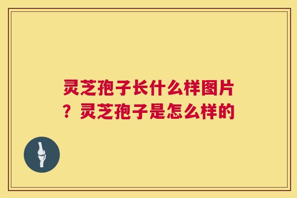 灵芝孢子长什么样图片?灵芝孢子是怎么样的 灵芝孢子长什么样图片?灵芝孢子是怎么样的