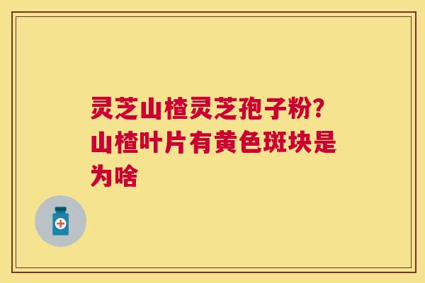 灵芝山楂灵芝孢子粉?山楂叶片有黄色斑块是为啥 灵芝山楂灵芝孢子粉?山楂叶片有黄色斑块是为啥