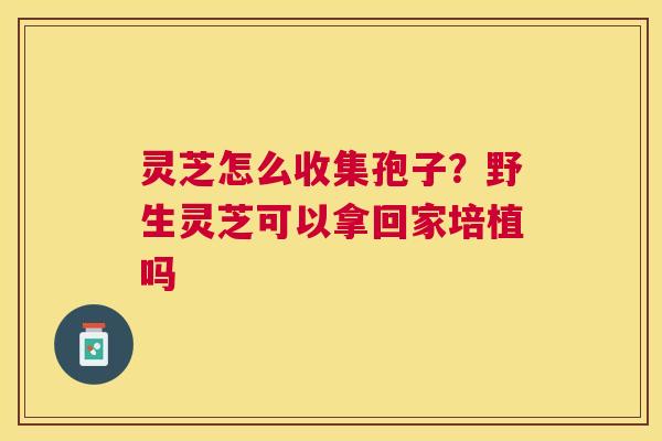 灵芝怎么收集孢子？野生灵芝可以拿回家培植吗