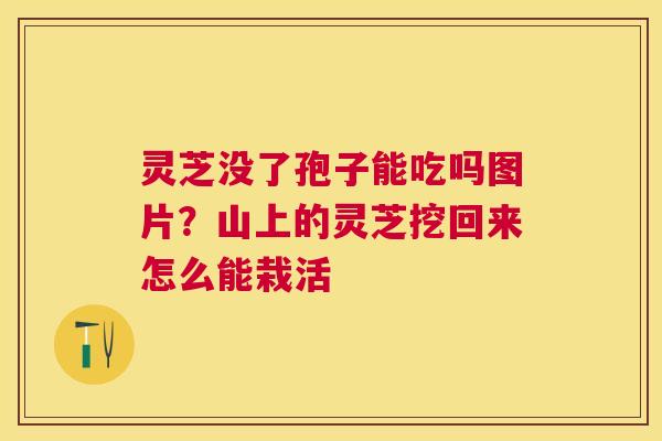 灵芝没了孢子能吃吗图片?山上的灵芝挖回来怎么能栽活 灵芝没了孢子能吃吗图片?山上的灵芝挖回来怎么能栽活