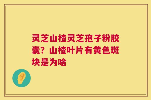 灵芝山楂灵芝孢子粉胶囊？山楂叶片有黄色斑块是为啥