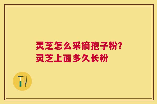 灵芝怎么采摘孢子粉?灵芝上面多久长粉 灵芝怎么采摘孢子粉?灵芝上面多久长粉