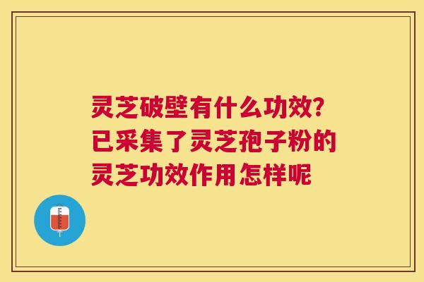 灵芝破壁有什么功效?已采集了灵芝孢子粉的灵芝功效作用怎样呢 灵芝破壁有什么功效?已采集了灵芝孢子粉的灵芝功效作用怎样呢