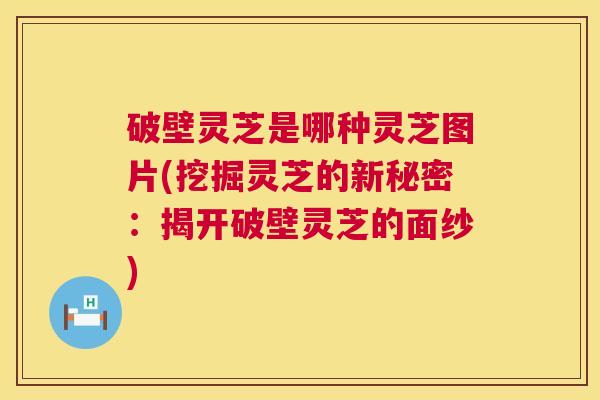 破壁灵芝是哪种灵芝图片(挖掘灵芝的新秘密:揭开破壁灵芝的面纱) 破壁灵芝是哪种灵芝图片(挖掘灵芝的新秘密:揭开破壁灵芝的面纱)