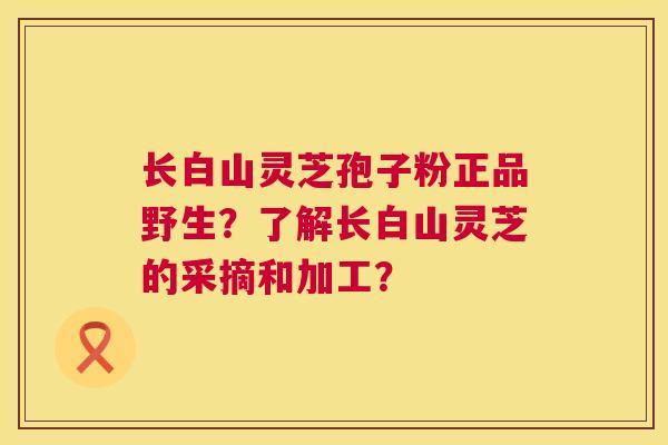 长白山灵芝孢子粉正品野生？了解长白山灵芝的采摘和加工？