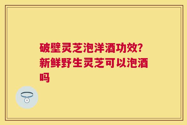 破壁灵芝泡洋酒功效？新鲜野生灵芝可以泡酒吗