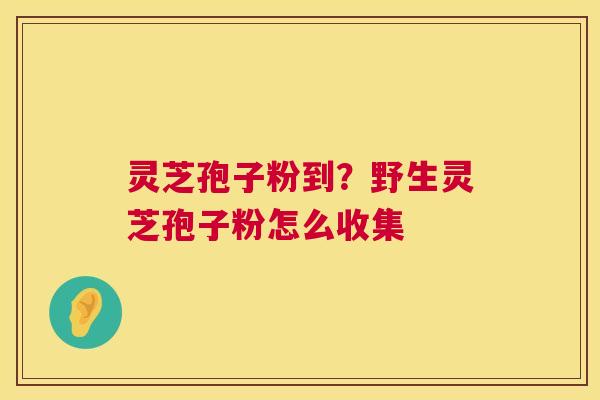 灵芝孢子粉到?野生灵芝孢子粉怎么收集 灵芝孢子粉到?野生灵芝孢子粉怎么收集