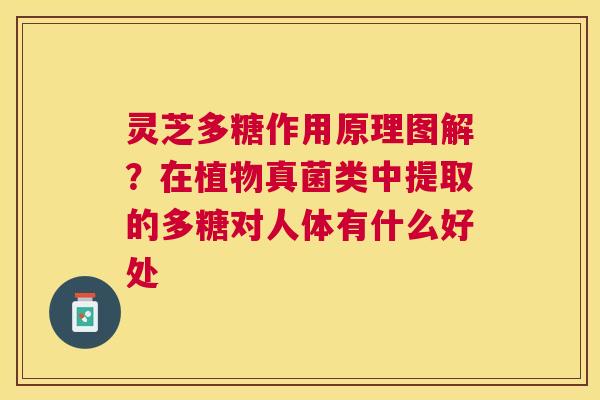 灵芝多糖作用原理图解？在植物真菌类中提取的多糖对人体有什么好处