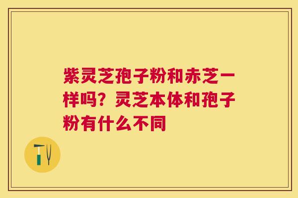 紫灵芝孢子粉和赤芝一样吗?灵芝本体和孢子粉有什么不同 紫灵芝孢子粉和赤芝一样吗?灵芝本体和孢子粉有什么不同