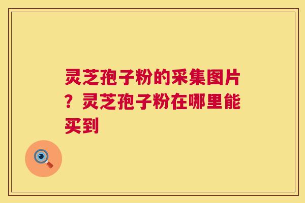 灵芝孢子粉的采集图片？灵芝孢子粉在哪里能买到