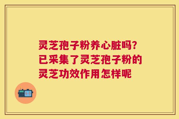 灵芝孢子粉养吗？已采集了灵芝孢子粉的灵芝功效作用怎样呢