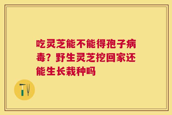 吃灵芝能不能得孢子?野生灵芝挖回家还能生长栽种吗 吃灵芝能不能得孢子?野生灵芝挖回家还能生长栽种吗