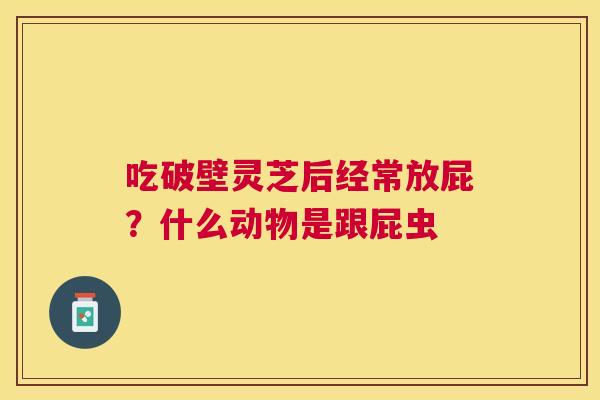 吃破壁灵芝后经常放屁?什么动物是跟屁虫 吃破壁灵芝后经常放屁?什么动物是跟屁虫