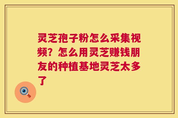 灵芝孢子粉怎么采集视频?怎么用灵芝赚钱朋友的种植基地灵芝太多了 灵芝孢子粉怎么采集视频?怎么用灵芝赚钱朋友的种植基地灵芝太多了