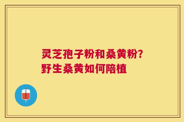 灵芝孢子粉和桑黄粉?野生桑黄如何陪植 灵芝孢子粉和桑黄粉?野生桑黄如何陪植