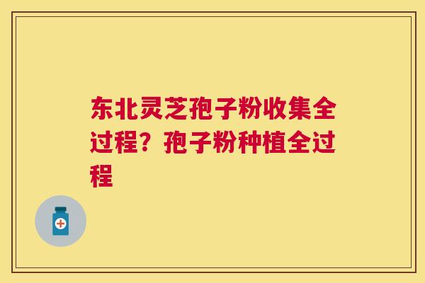 东北灵芝孢子粉收集全过程?孢子粉种植全过程 东北灵芝孢子粉收集全过程?孢子粉种植全过程