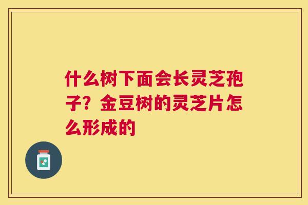 什么树下面会长灵芝孢子？金豆树的灵芝片怎么形成的