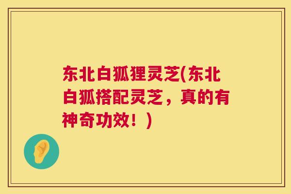 东北白狐狸灵芝(东北白狐搭配灵芝,真的有神奇功效!) 东北白狐狸灵芝(东北白狐搭配灵芝,真的有神奇功效!)