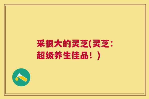 采很大的灵芝(灵芝:超级养生佳品!) 采很大的灵芝(灵芝:超级养生佳品!)