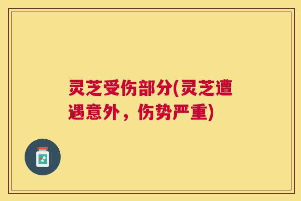 灵芝受伤部分(灵芝遭遇意外,伤势严重) 灵芝受伤部分(灵芝遭遇意外,伤势严重)