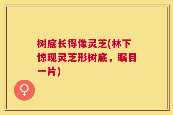树底长得像灵芝(林下惊现灵芝形树底,瞩目一片) 树底长得像灵芝(林下惊现灵芝形树底,瞩目一片)