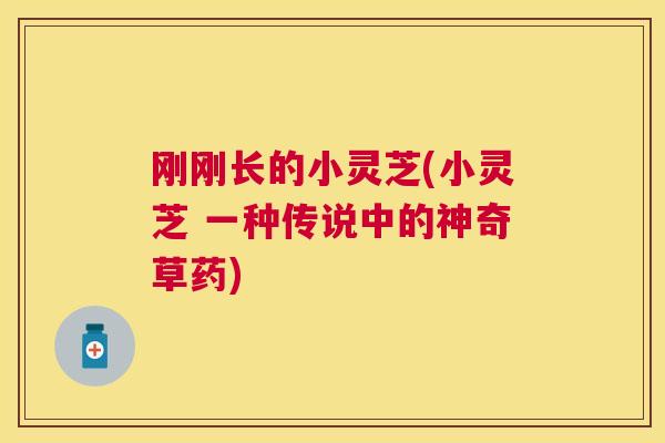 刚刚长的小灵芝(小灵芝 一种传说中的神奇草药)