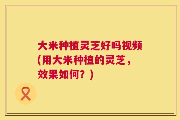 大米种植灵芝好吗视频(用大米种植的灵芝，效果如何？)