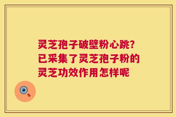 灵芝孢子破壁粉心跳？已采集了灵芝孢子粉的灵芝功效作用怎样呢