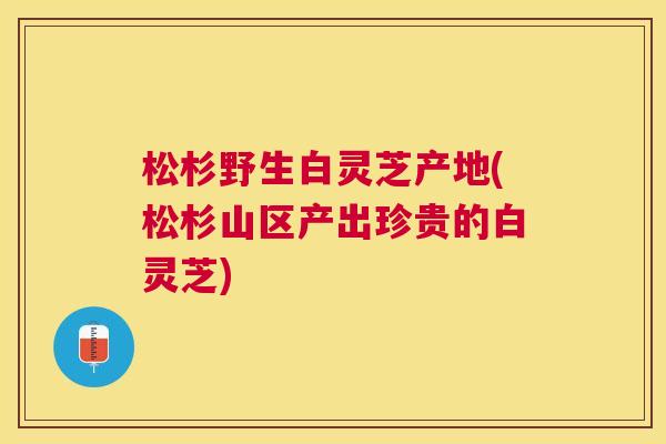 松杉野生白灵芝产地(松杉山区产出珍贵的白灵芝) 松杉野生白灵芝产地(松杉山区产出珍贵的白灵芝)