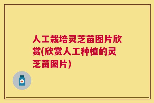 人工栽培灵芝苗图片欣赏(欣赏人工种植的灵芝苗图片)