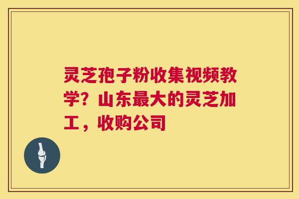 灵芝孢子粉收集视频教学?山东大的灵芝加工,收购公司 灵芝孢子粉收集视频教学?山东大的灵芝加工,收购公司