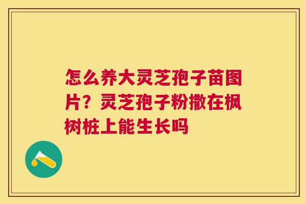 怎么养大灵芝孢子苗图片?灵芝孢子粉撒在枫树桩上能生长吗 怎么养大灵芝孢子苗图片?灵芝孢子粉撒在枫树桩上能生长吗