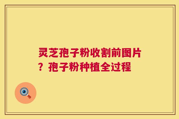 灵芝孢子粉收割前图片？孢子粉种植全过程