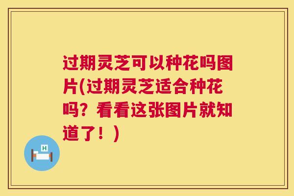 过期灵芝可以种花吗图片(过期灵芝适合种花吗？看看这张图片就知道了！)